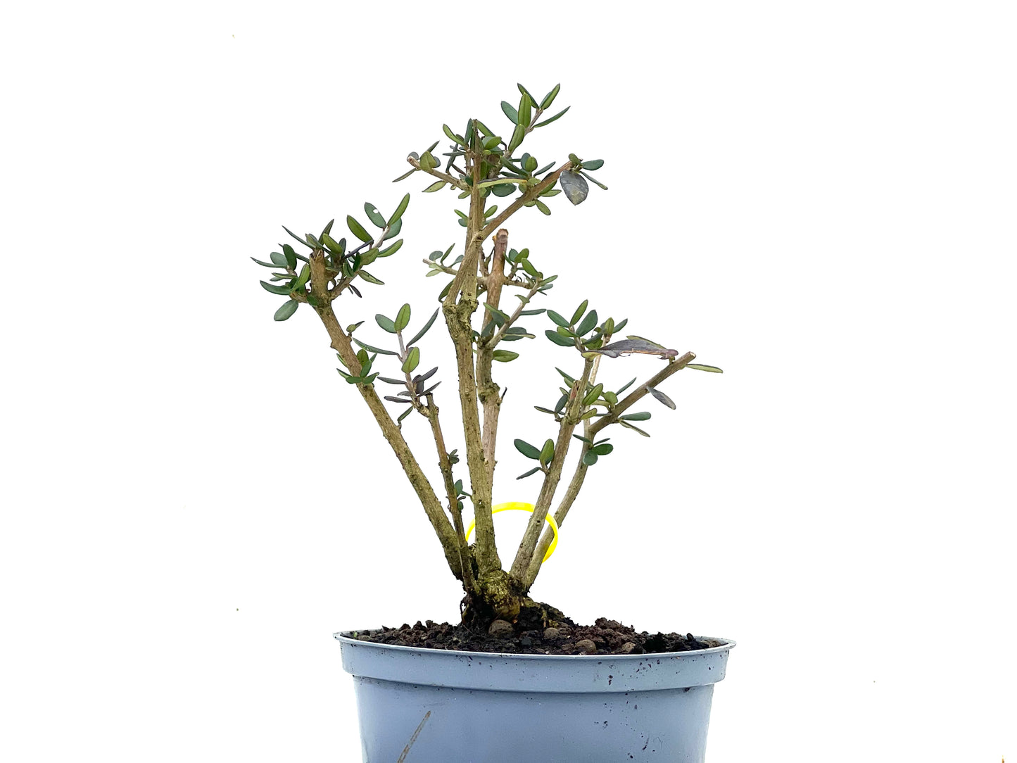 Olea Europaea Sylvestris 3480