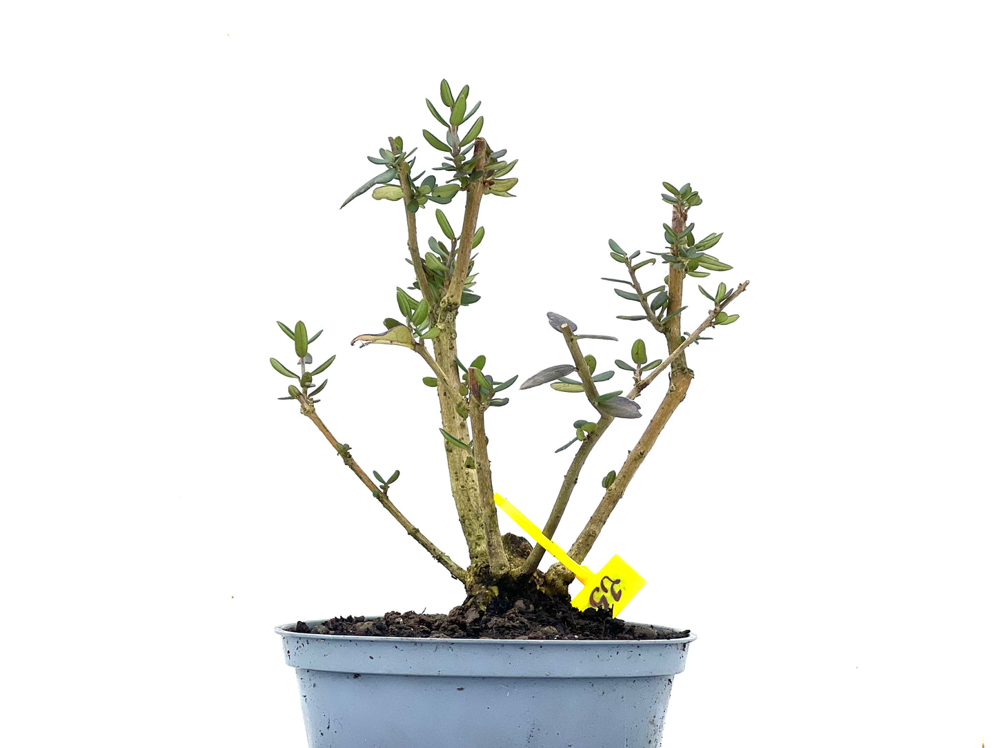 Olea Europaea Sylvestris 3480