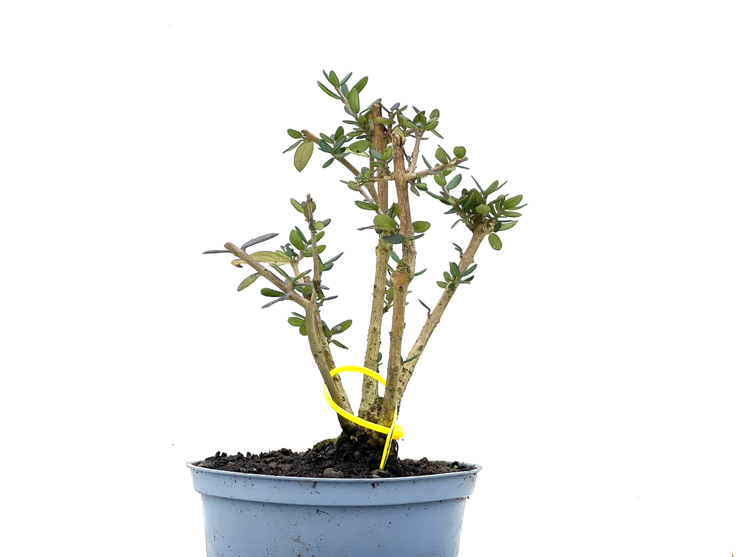 Olea Europaea Sylvestris 3480