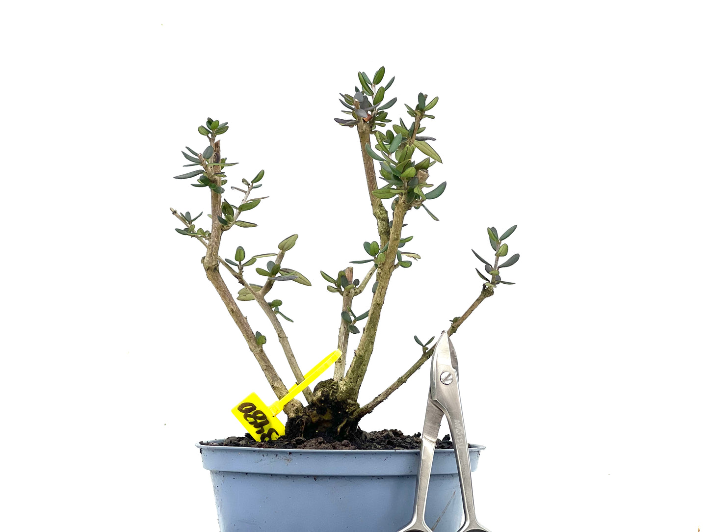 Olea Europaea Sylvestris 3480