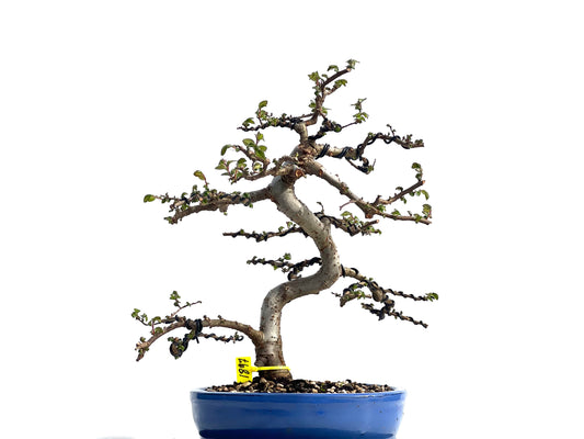 Ulmus Parvifolia 1897