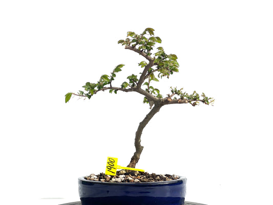 Ulmus Parvifolia 1900
