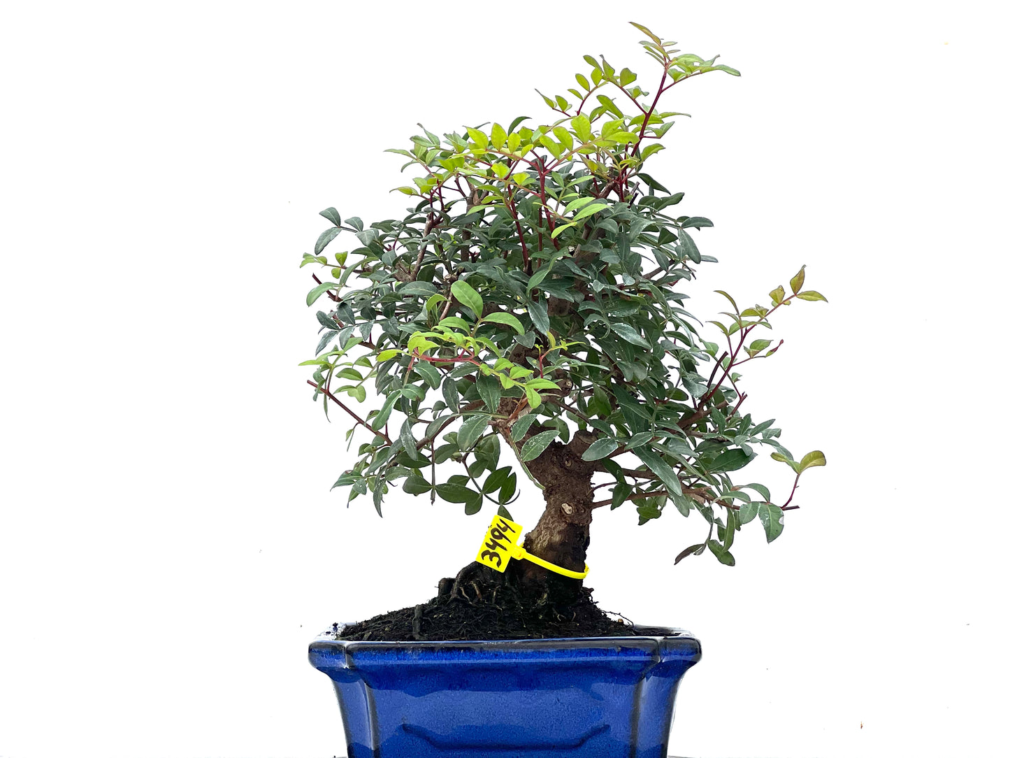 Pistacia Lentiscus 3494
