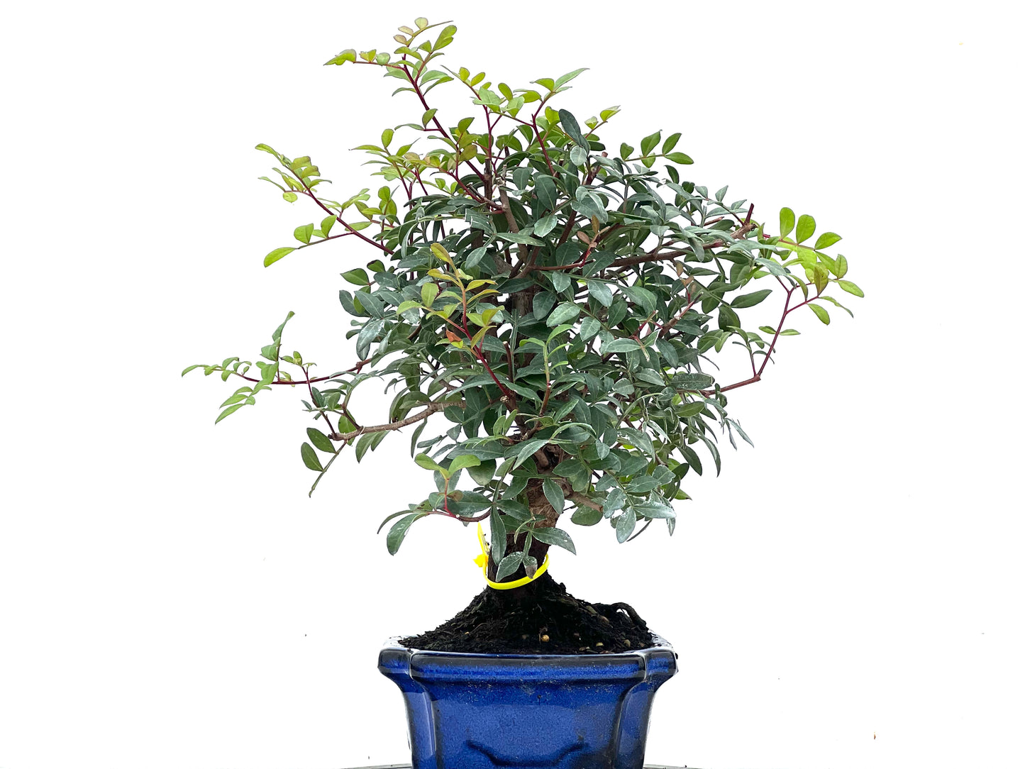 Pistacia Lentiscus 3494