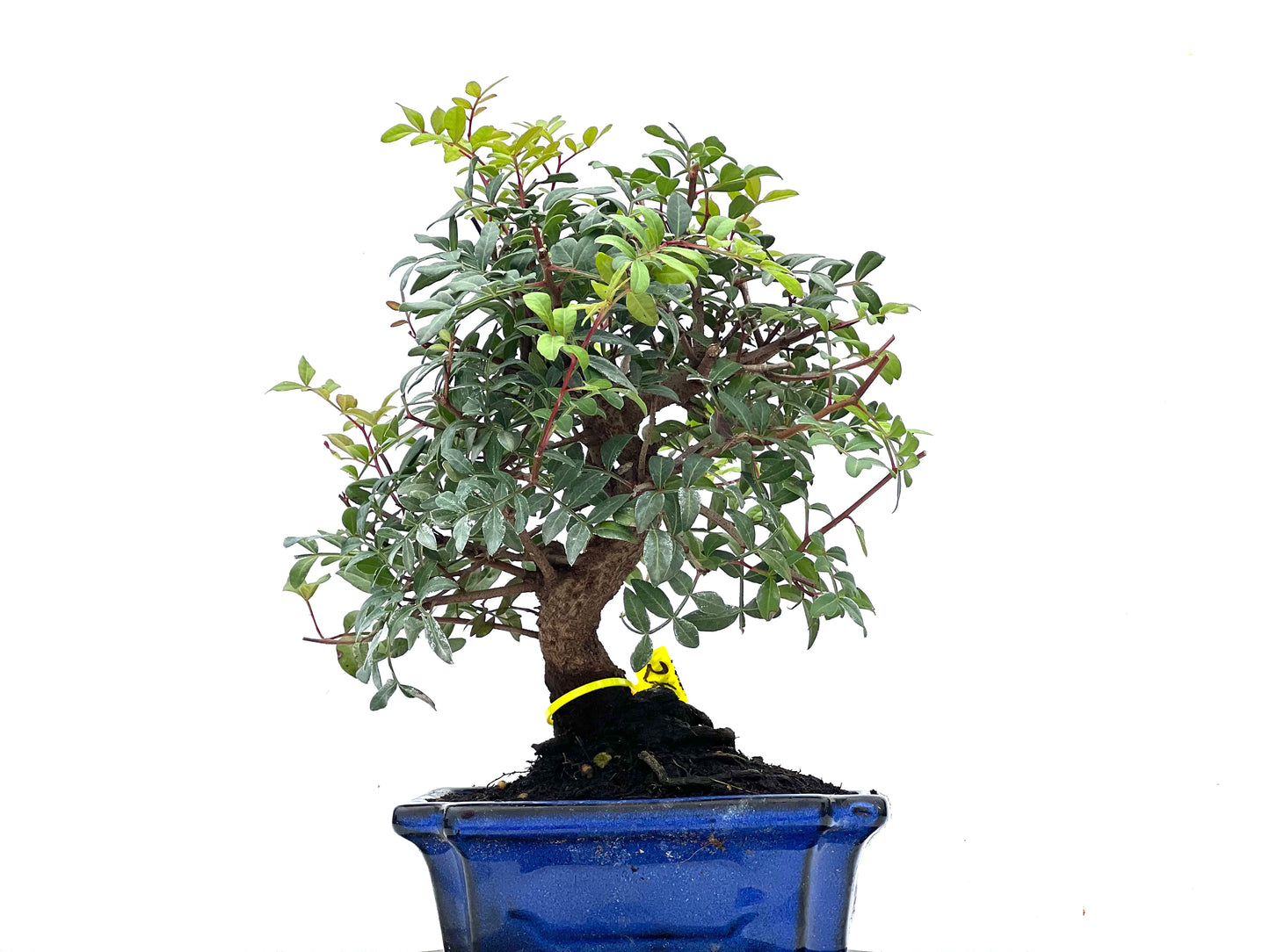 Pistacia Lentiscus 3494