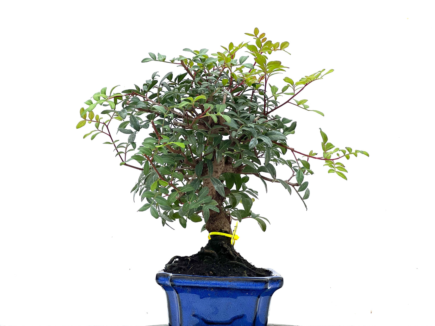 Pistacia Lentiscus 3494