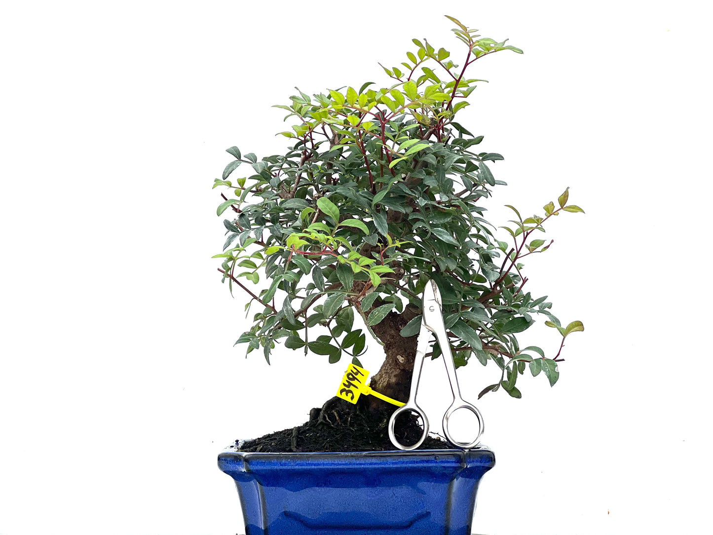 Pistacia Lentiscus 3494