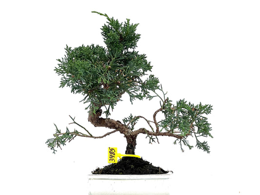 Juniperus Chinensis Kyushu 3485