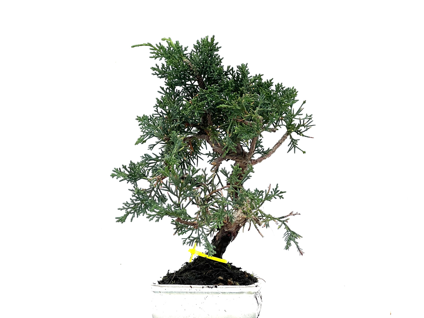 Juniperus Chinensis Kyushu 3485
