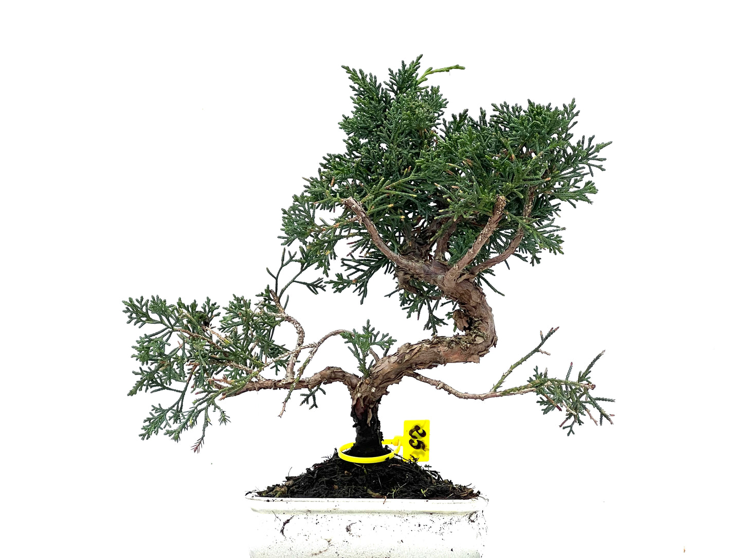 Juniperus Chinensis Kyushu 3485