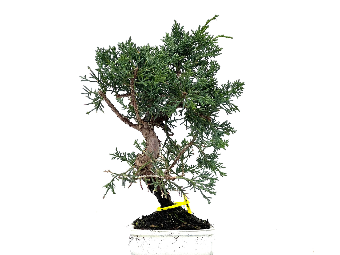 Juniperus Chinensis Kyushu 3485