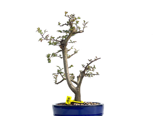Ulmus Parvifolia 1906