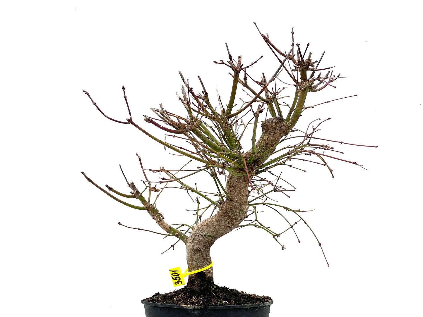 Acer Palmatum 3501