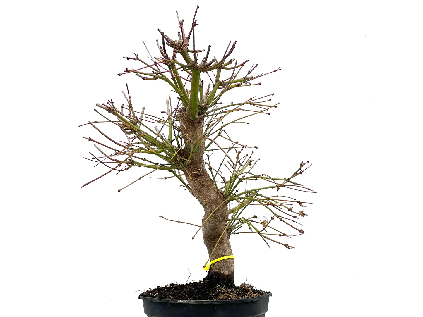 Acer Palmatum 3501