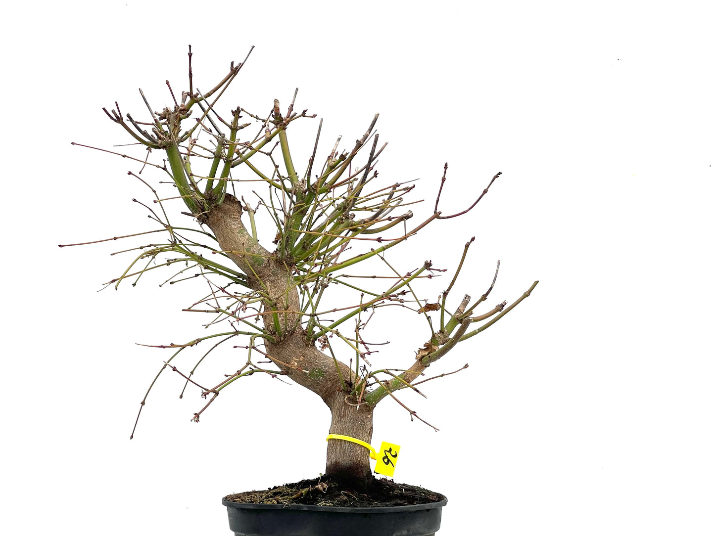 Acer Palmatum 3501