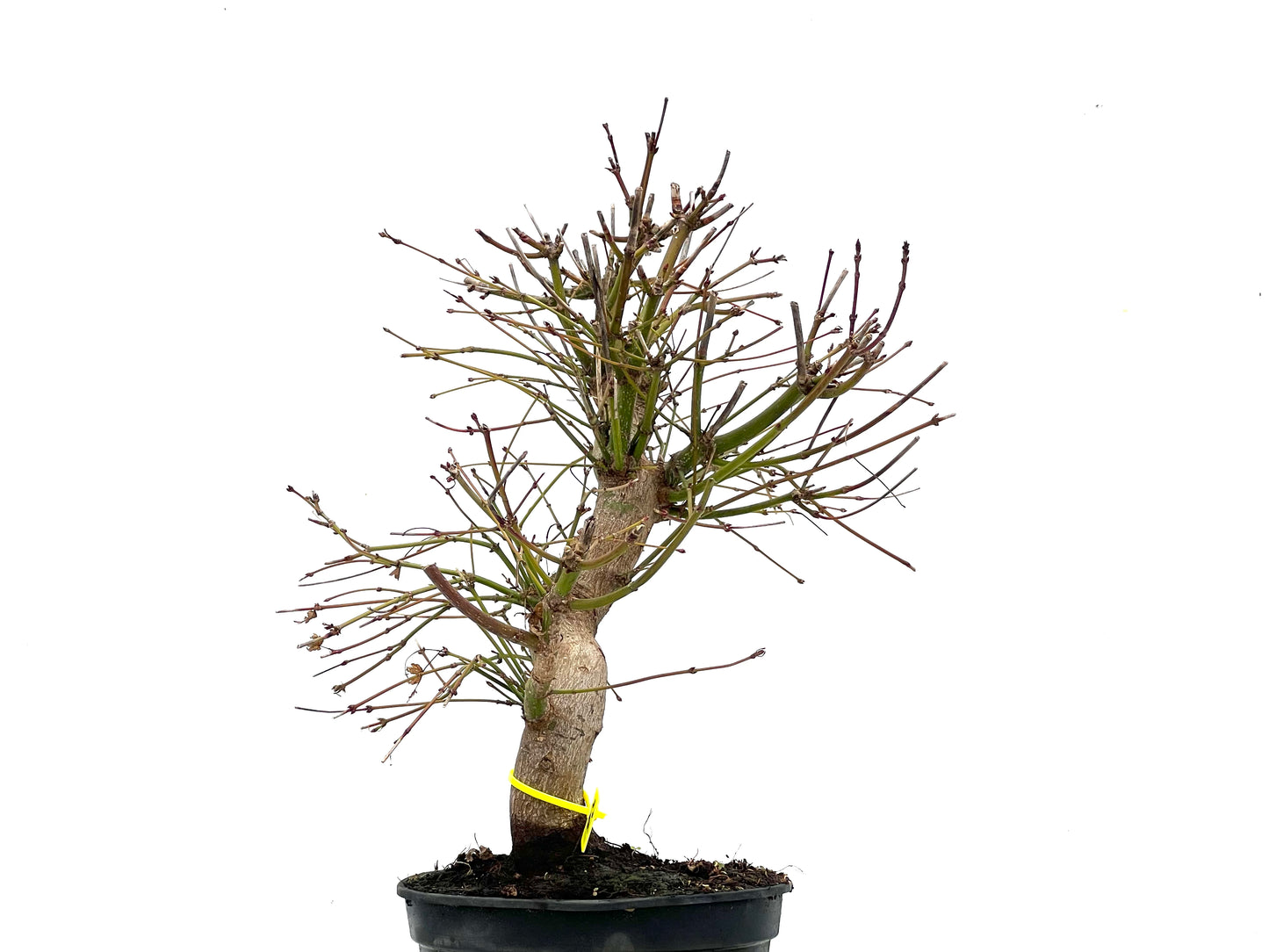 Acer Palmatum 3501