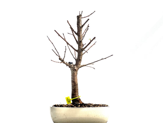 Prunus Mahaleb 1274