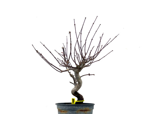 Acer Palmatum Atropurpureum 3487