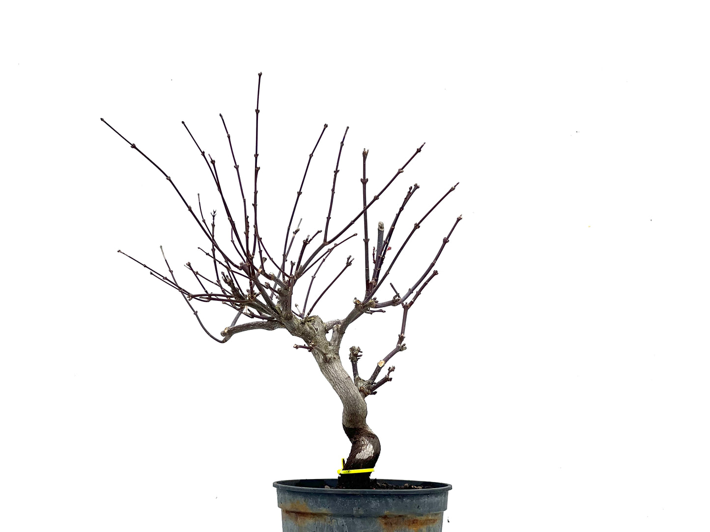 Acer Palmatum Atropurpureum 3487