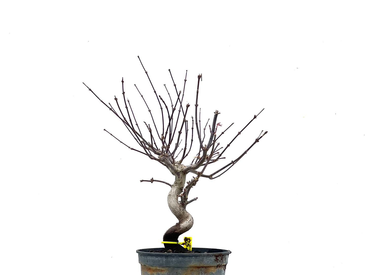 Acer Palmatum Atropurpureum 3487