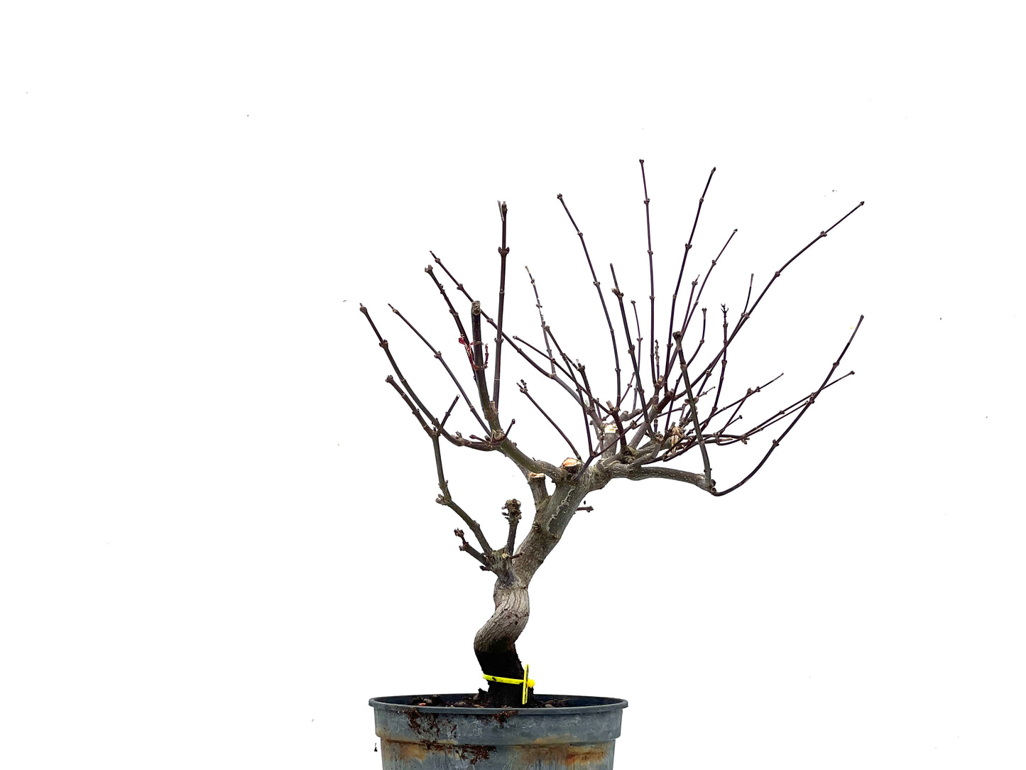 Acer Palmatum Atropurpureum 3487