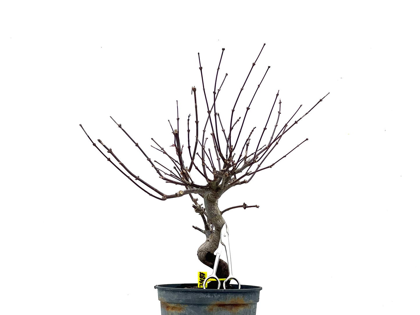 Acer Palmatum Atropurpureum 3487