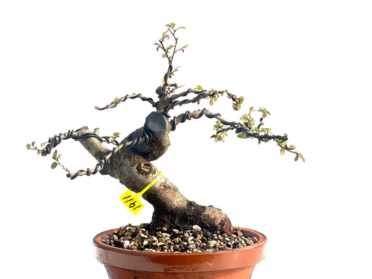 Ulmus Parvifolia 1911