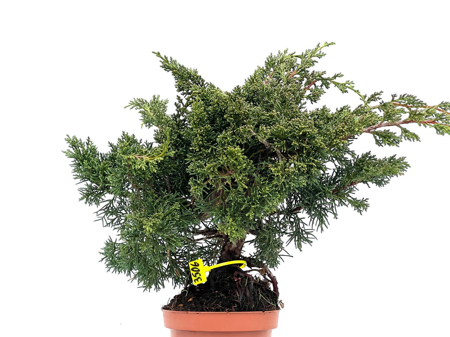 Juniperus Chinensis Kyushu 3506