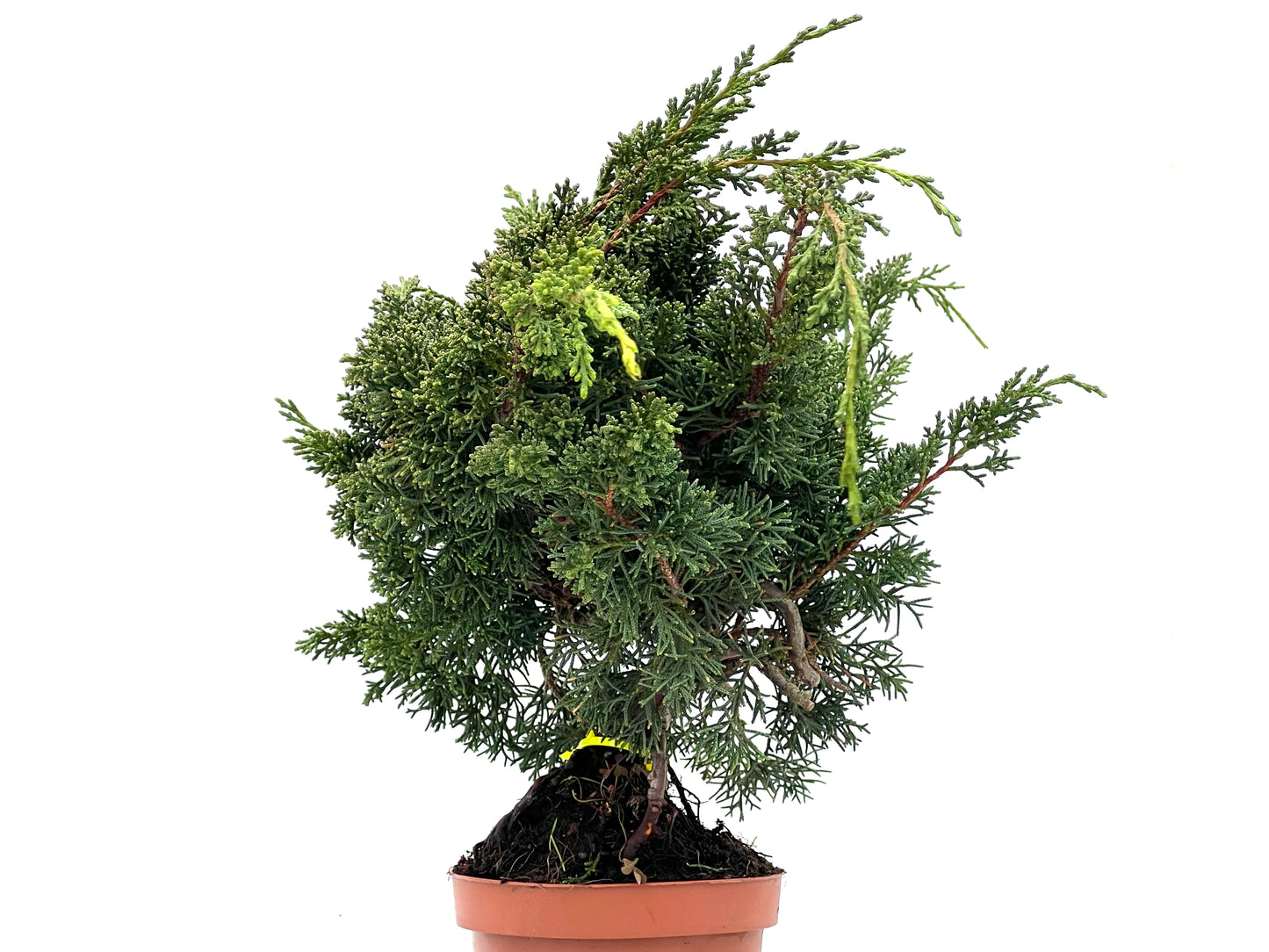 Juniperus Chinensis Kyushu 3506