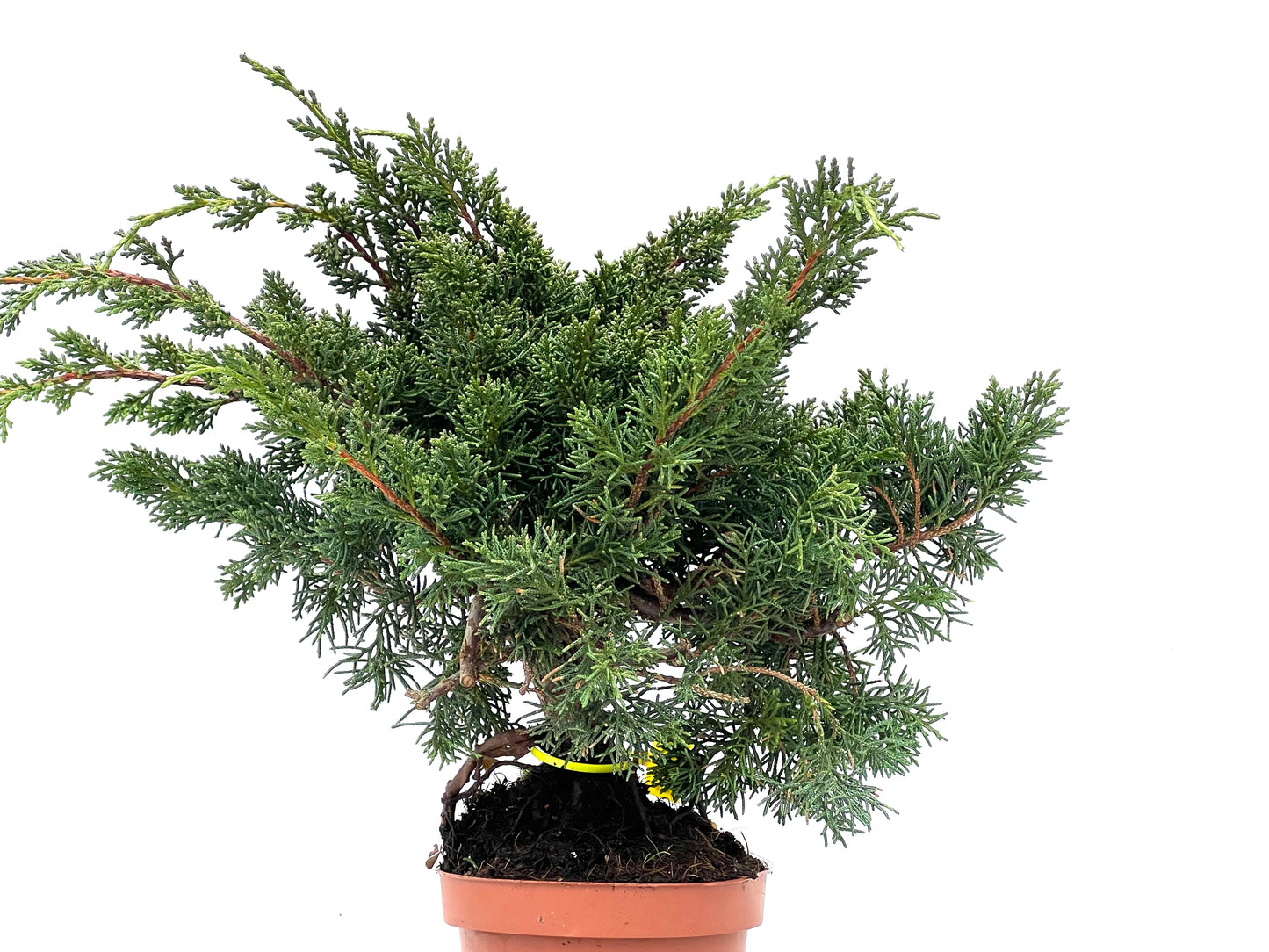 Juniperus Chinensis Kyushu 3506