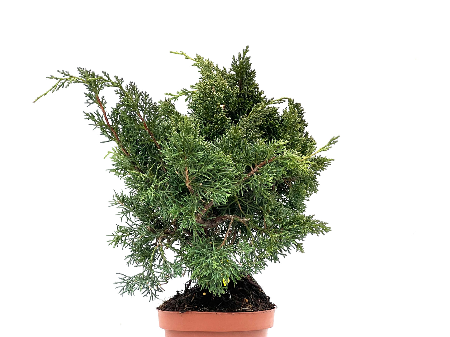 Juniperus Chinensis Kyushu 3506