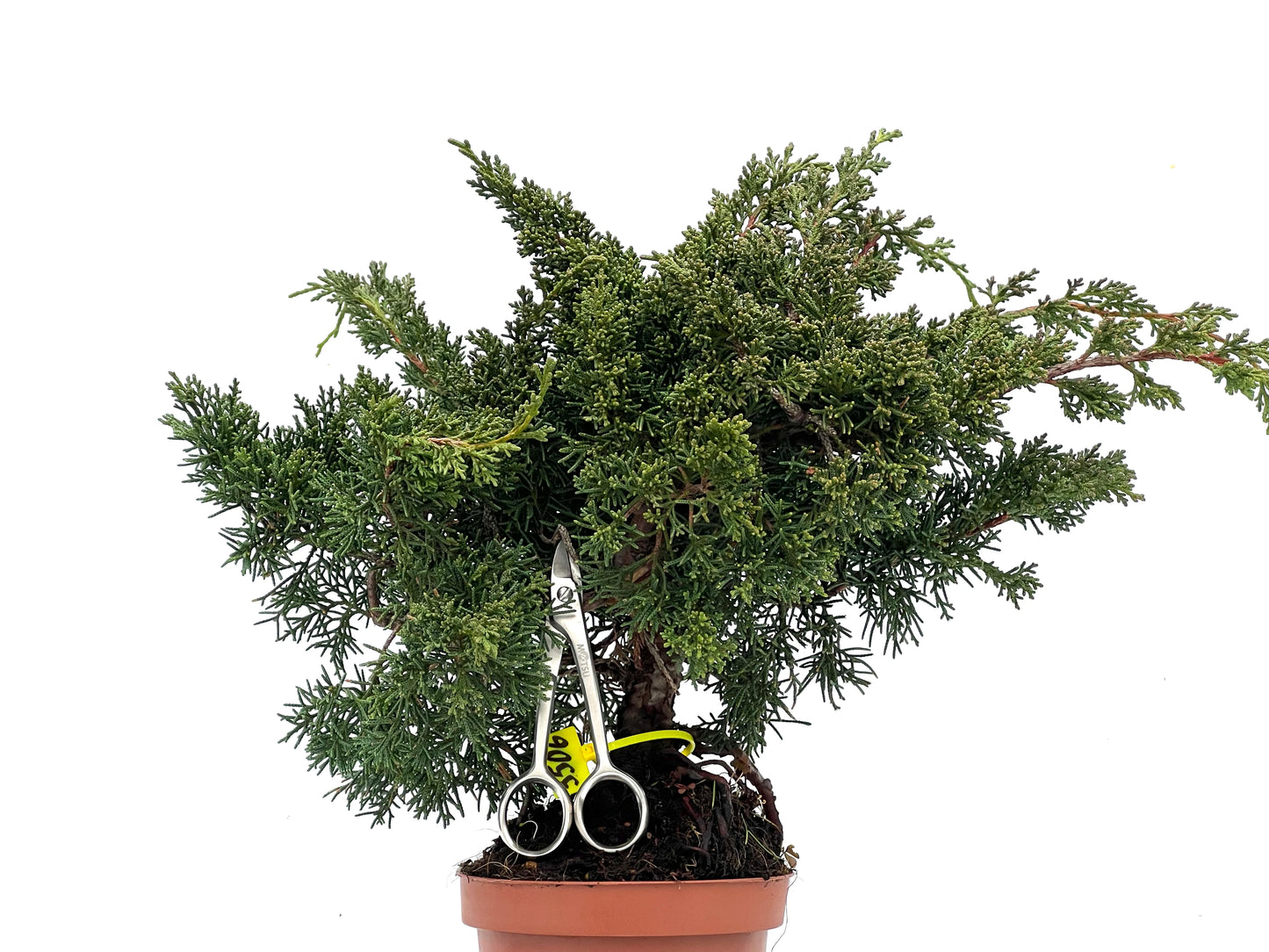 Juniperus Chinensis Kyushu 3506