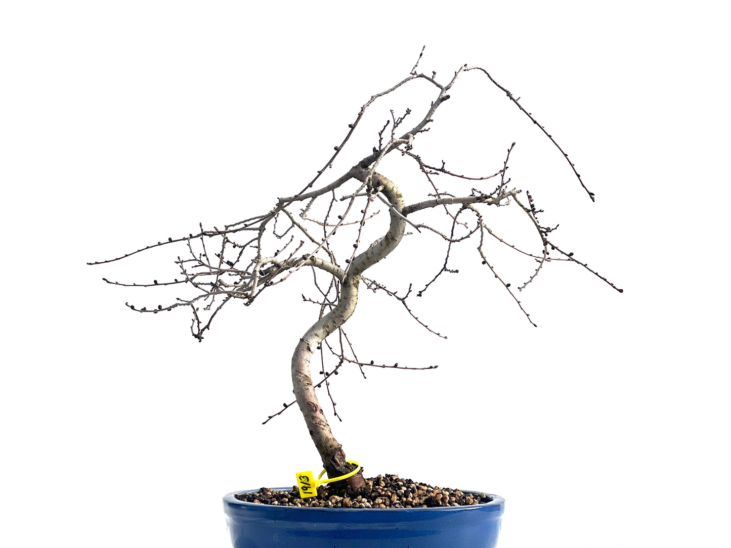 Ulmus Minor 1913