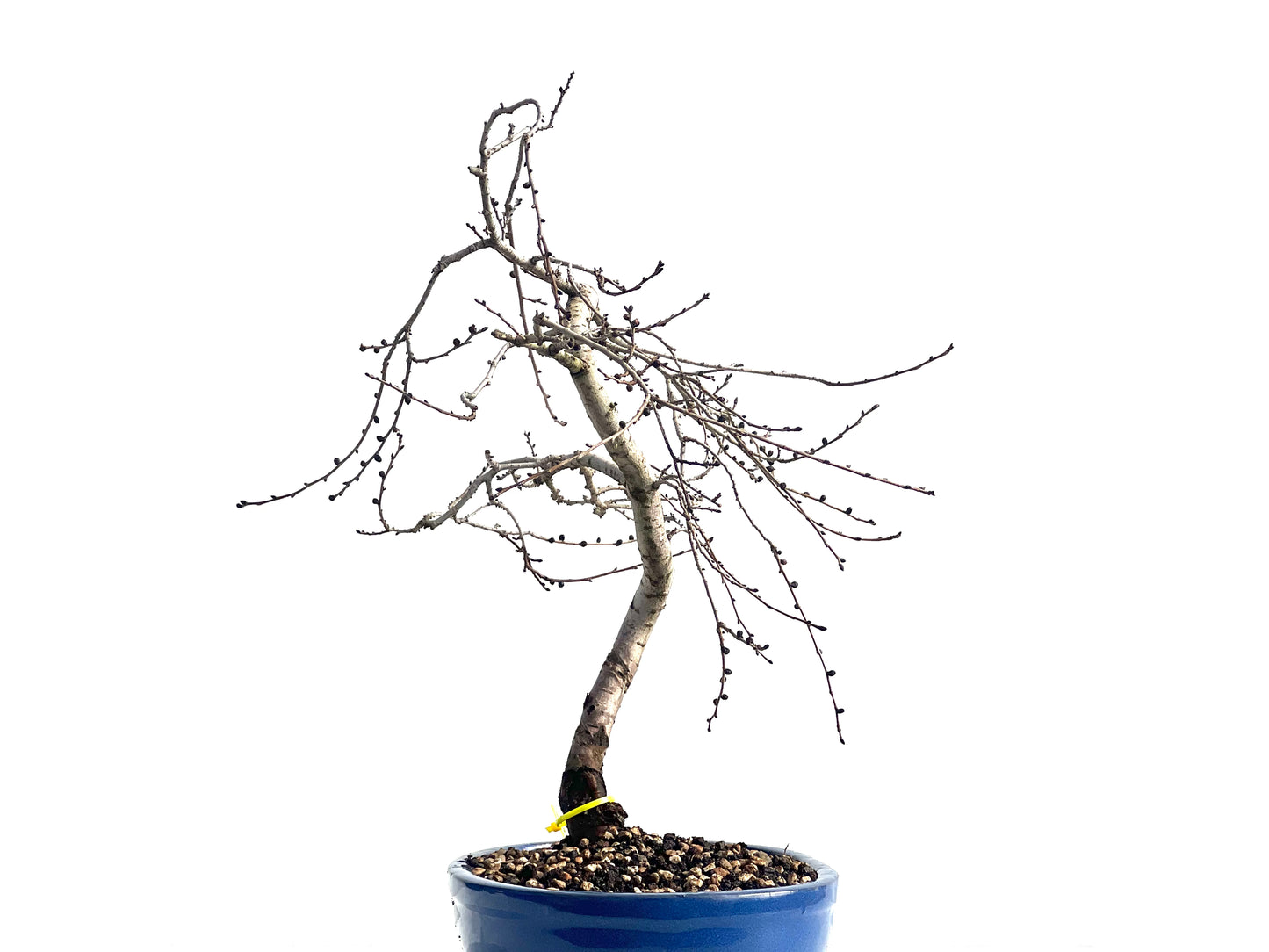 Ulmus Minor 1913