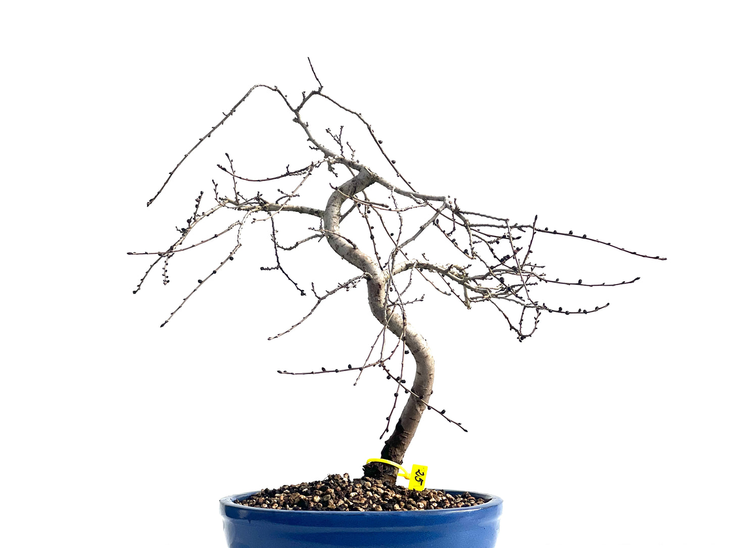 Ulmus Minor 1913