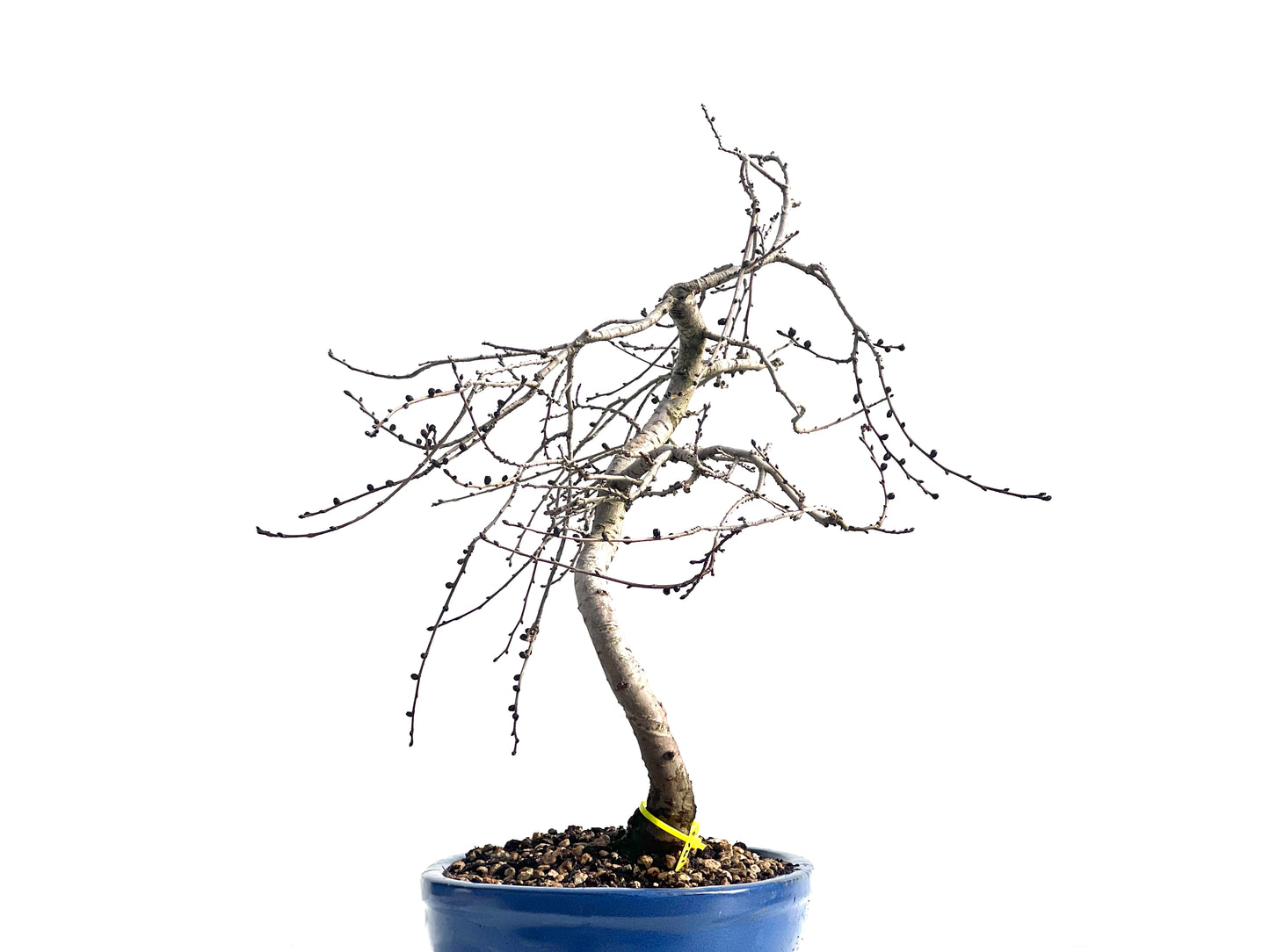 Ulmus Minor 1913