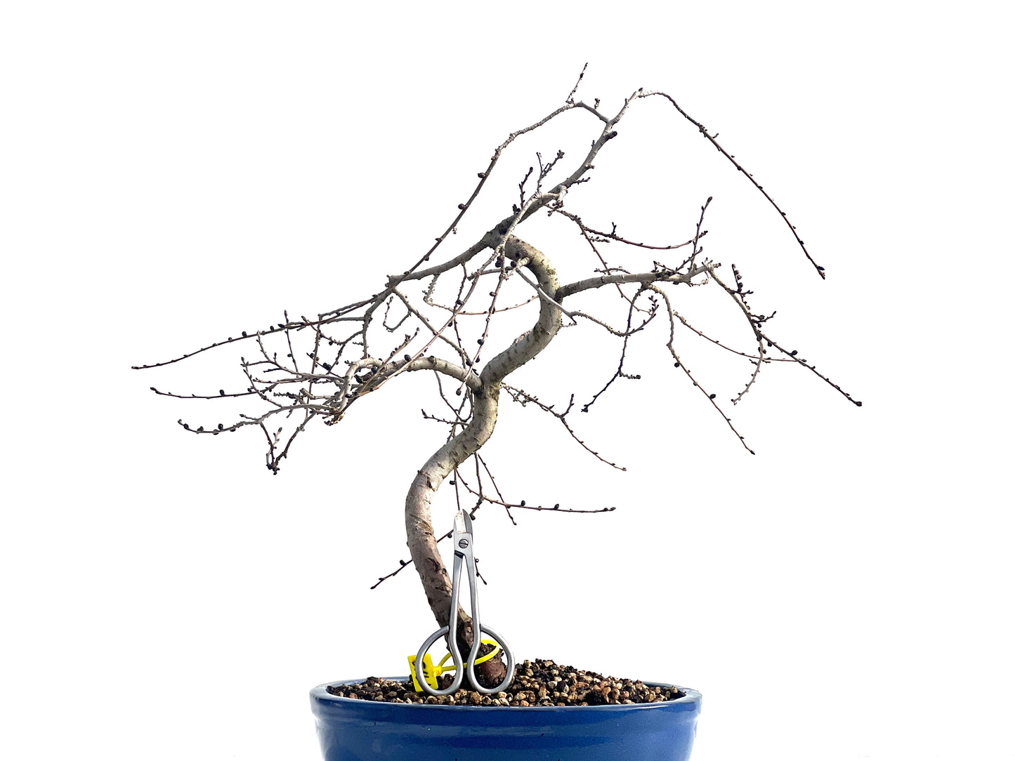 Ulmus Minor 1913