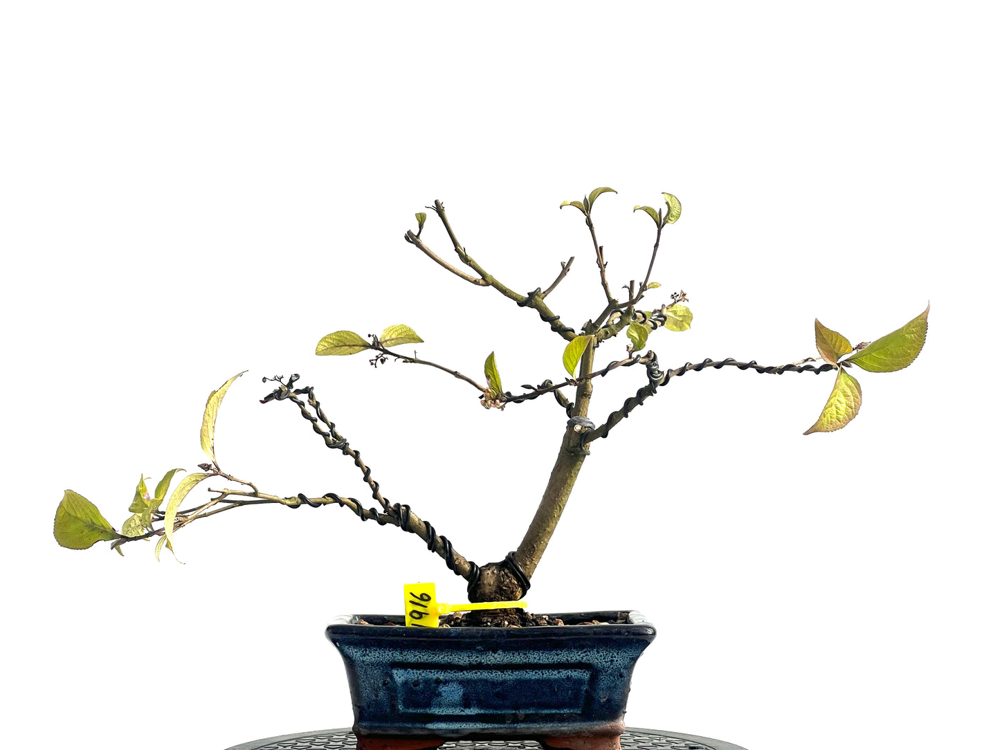 Callicarpa Japónica 1916
