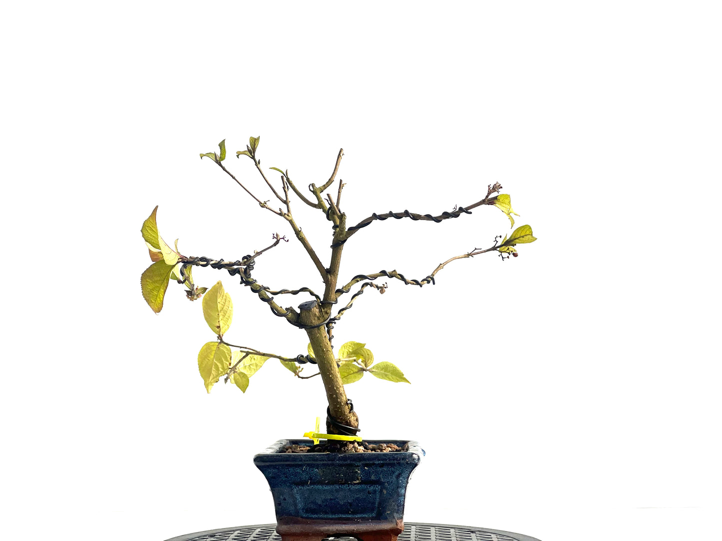 Callicarpa Japónica 1916