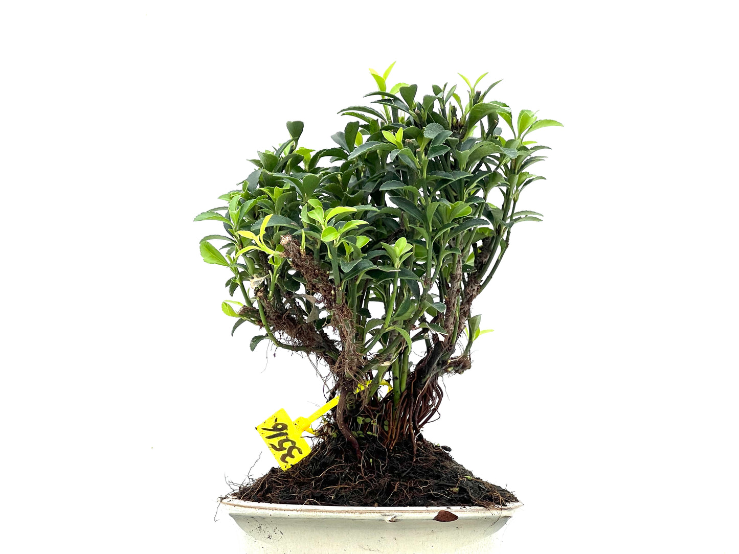 Euonymus 3516