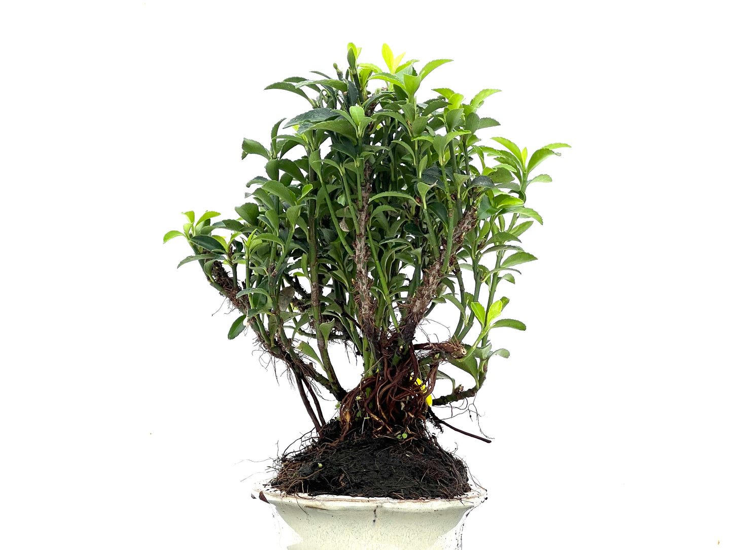Euonymus 3516