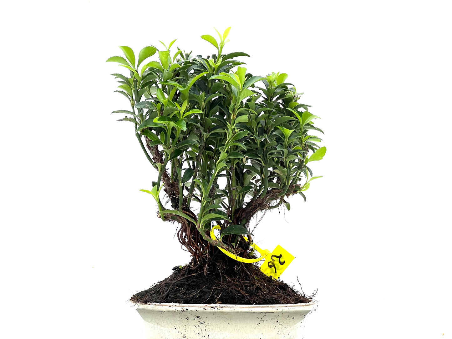 Euonymus 3516