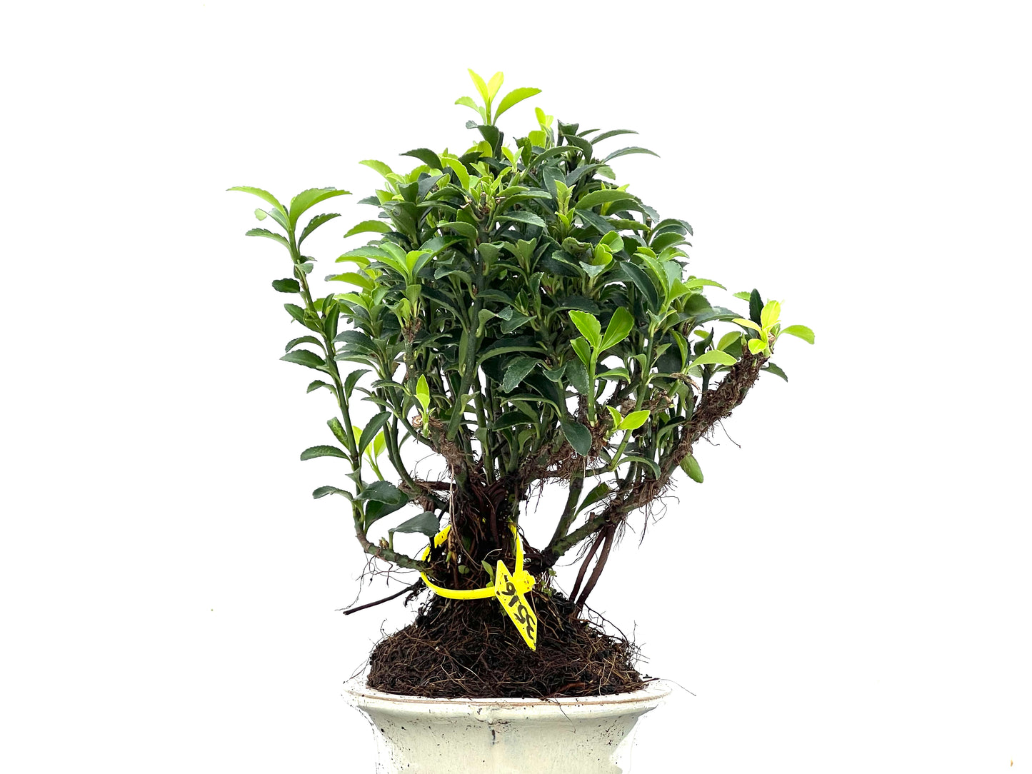 Euonymus 3516