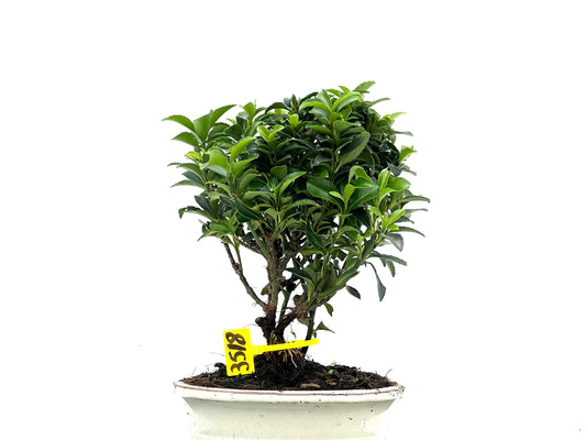 Euonymus 3518