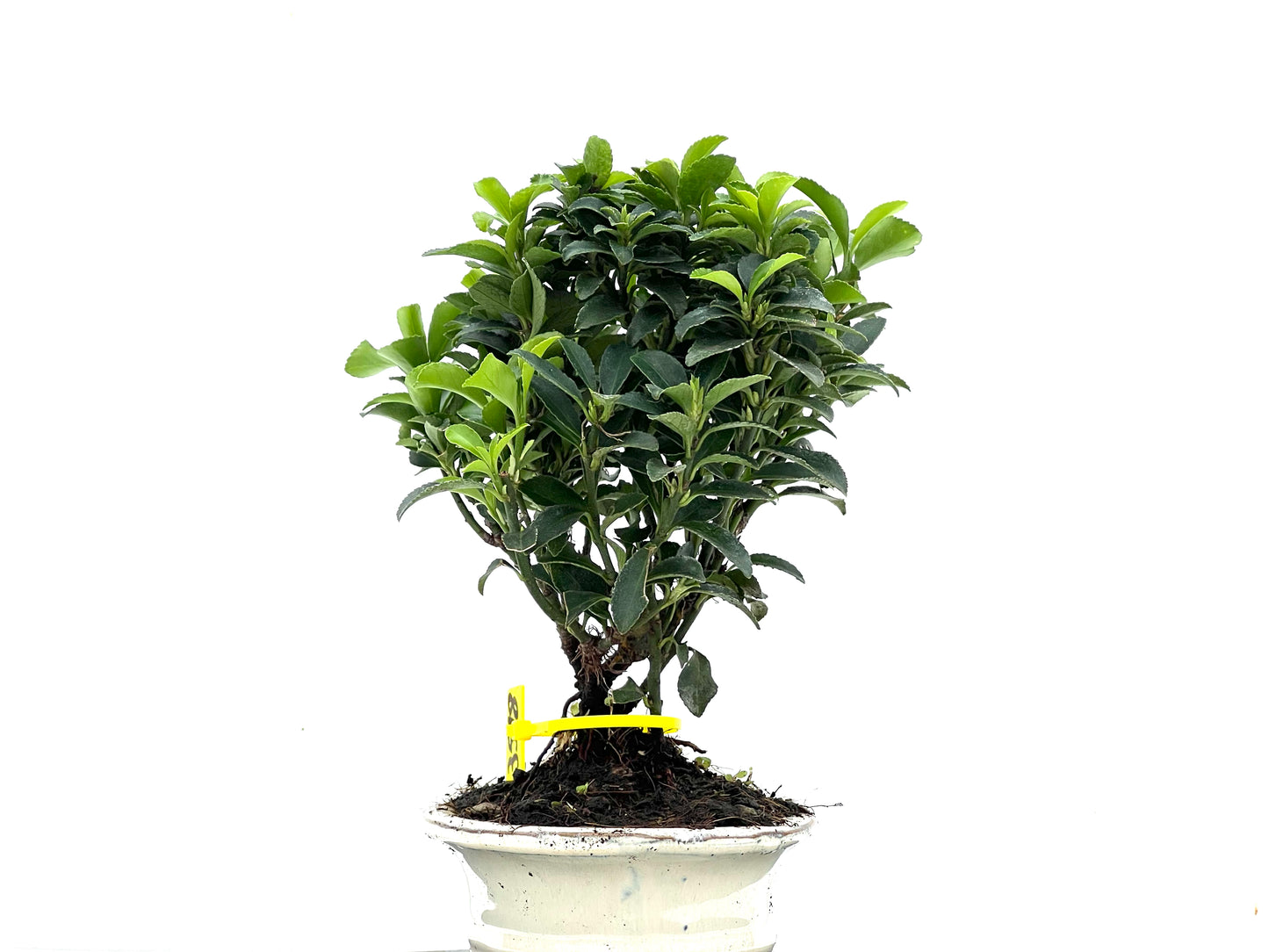 Euonymus 3518