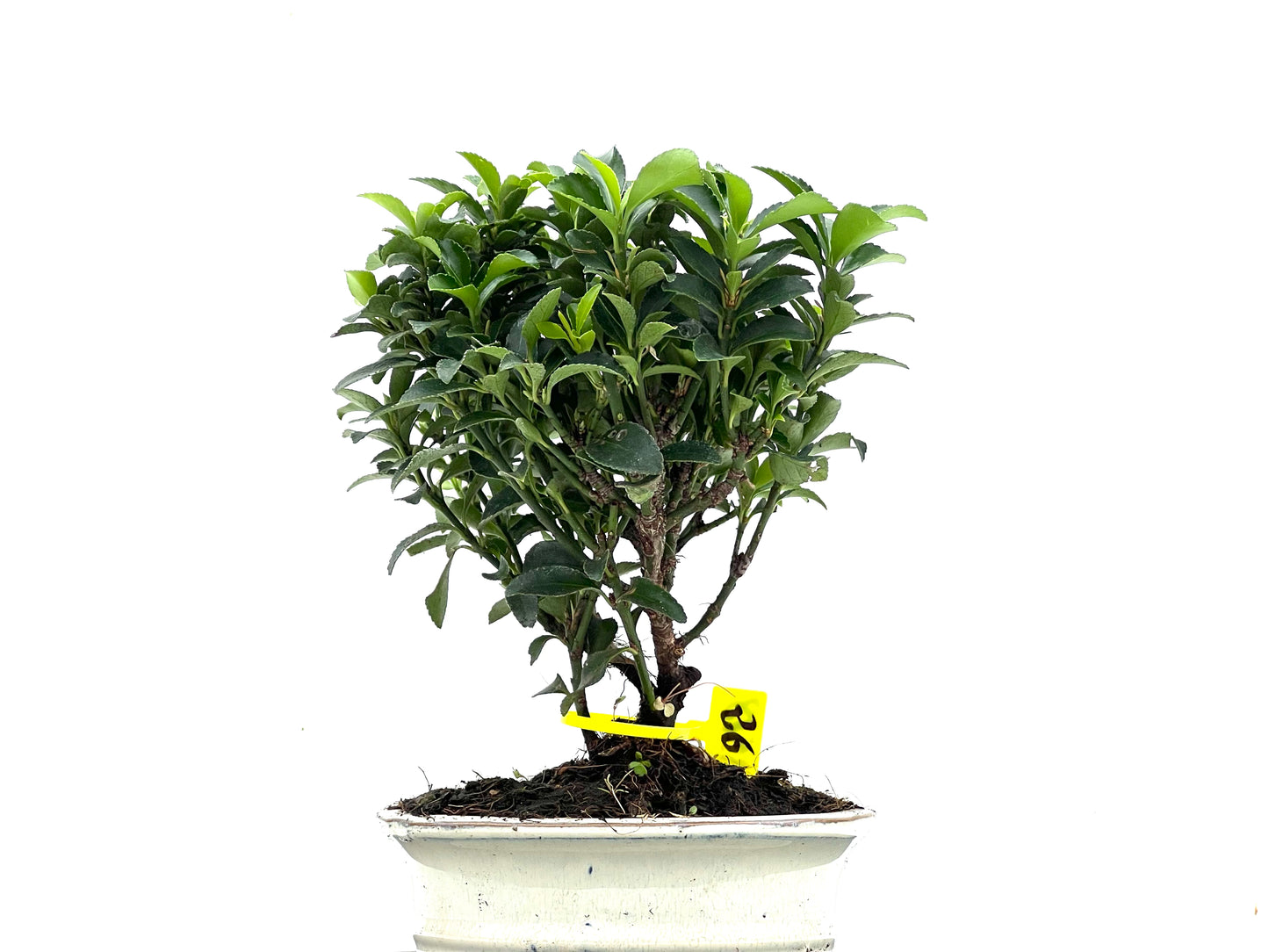 Euonymus 3518