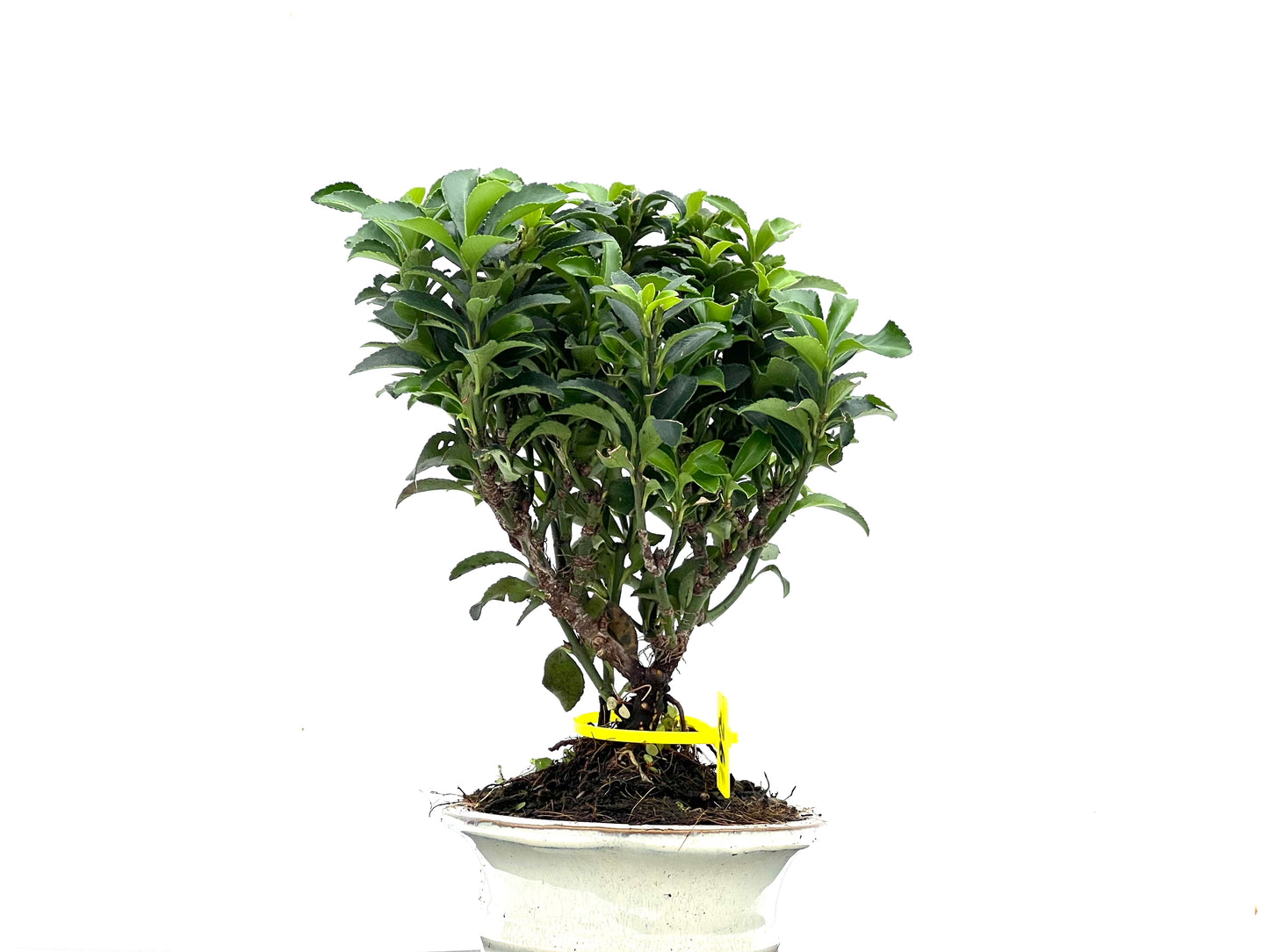 Euonymus 3518