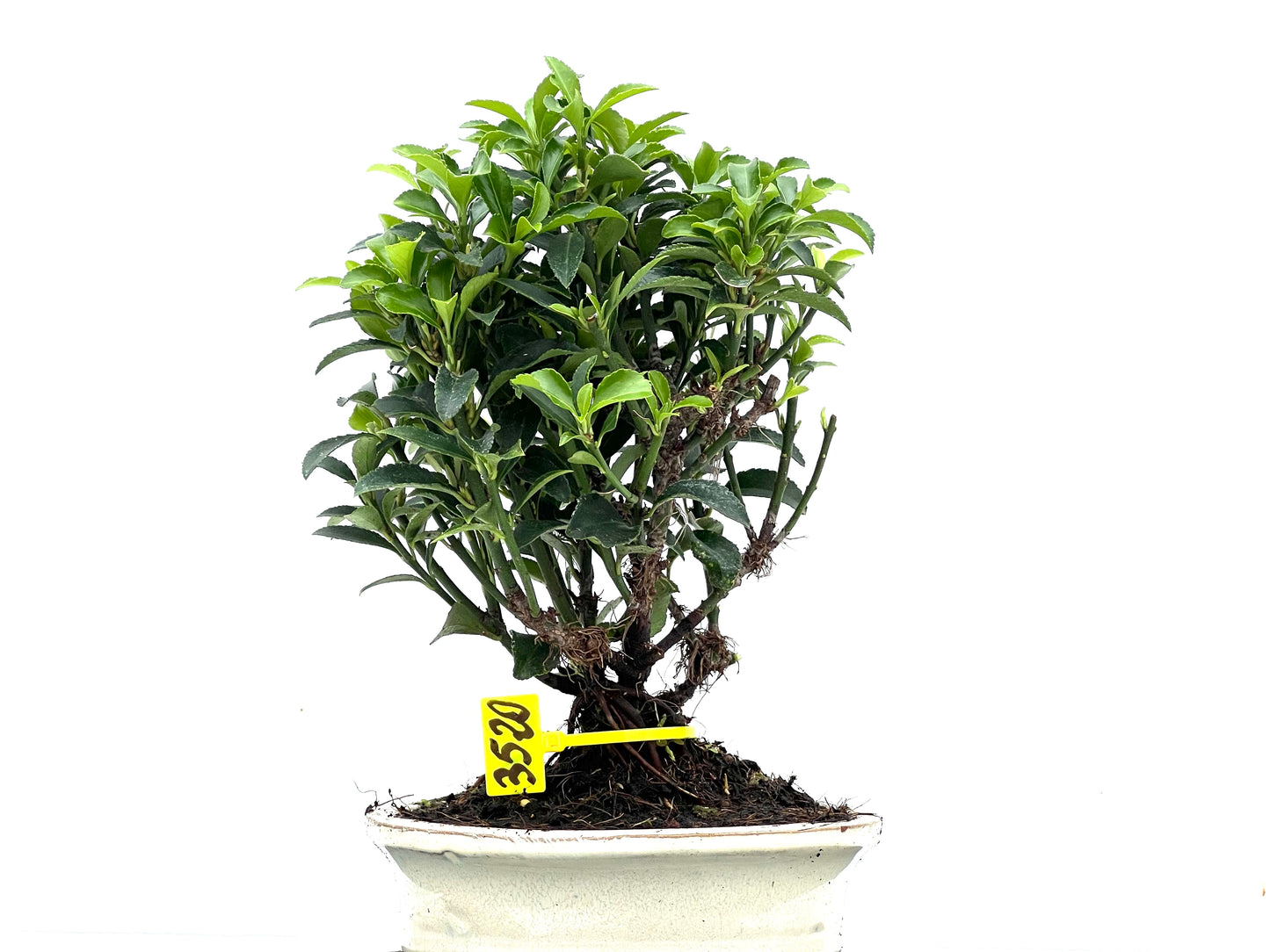 Euonymus 3520