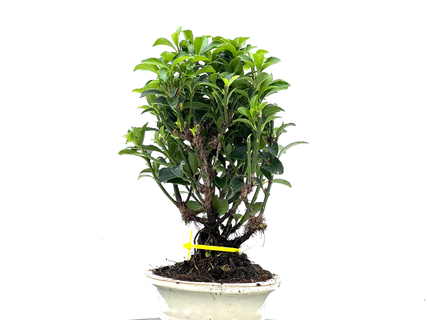 Euonymus 3520
