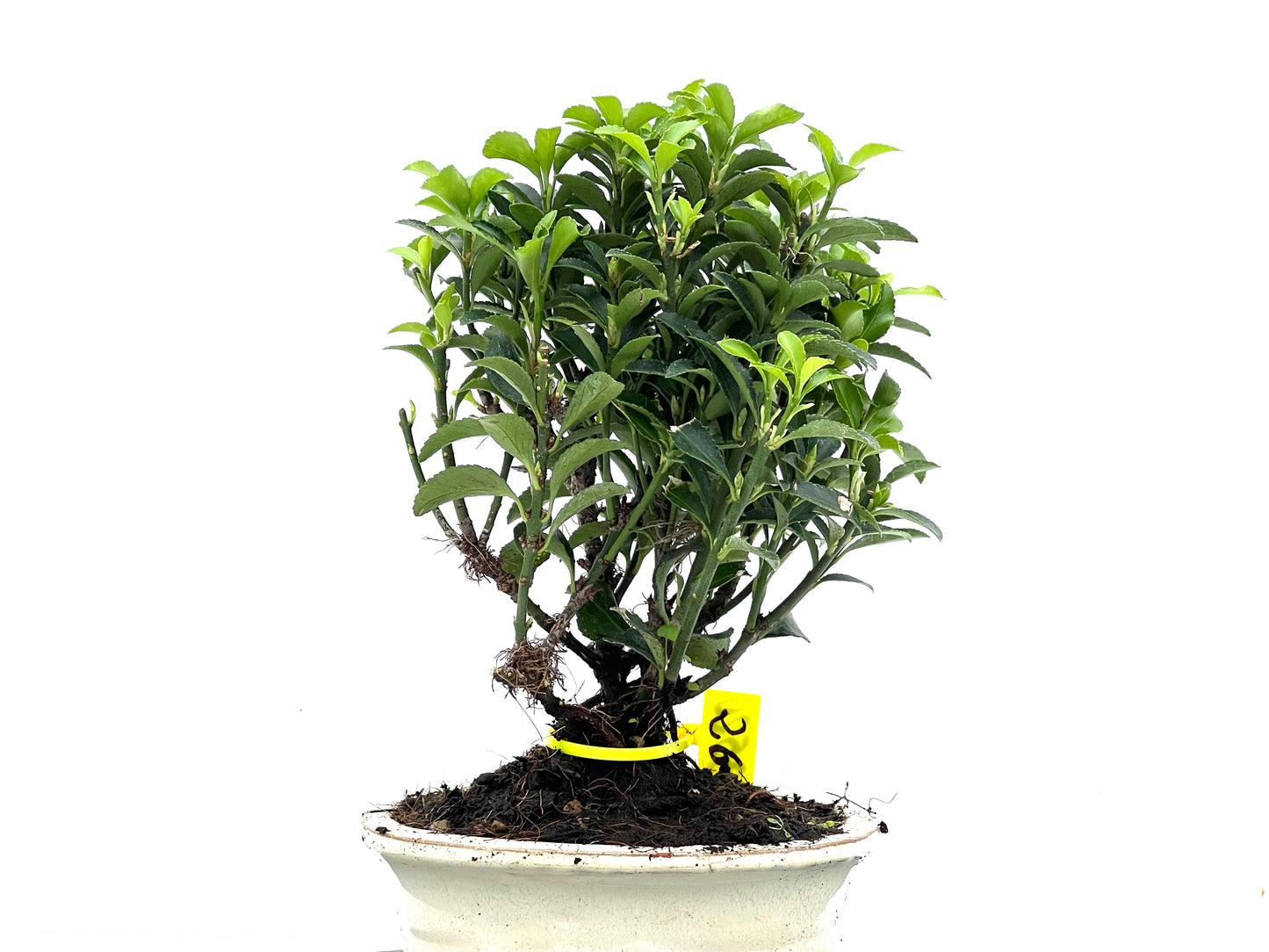 Euonymus 3520